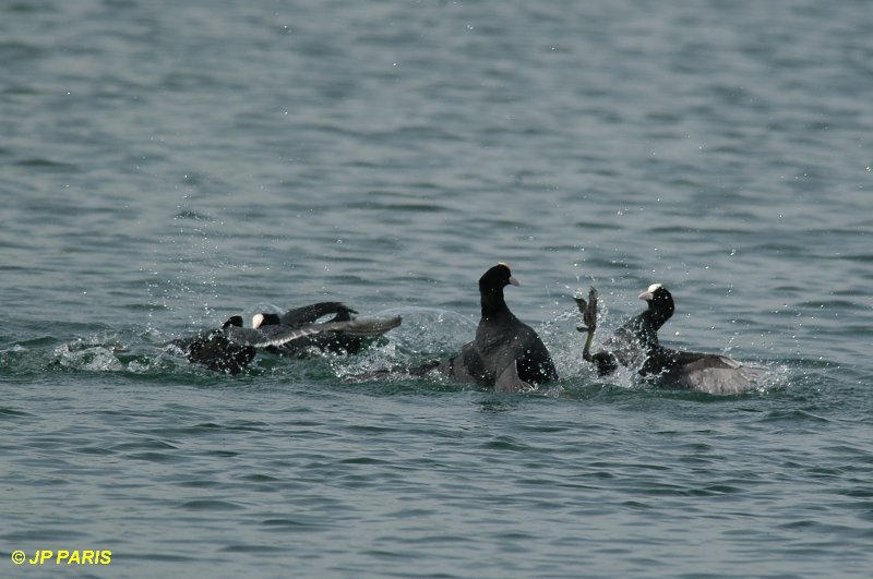 Fulica atra